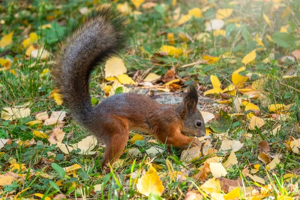 Wiewiórka jesienią ukrywa orzechy na zielonej trawie z opadniętymi żółtymi liśćmi — Zdjęcie stockowe