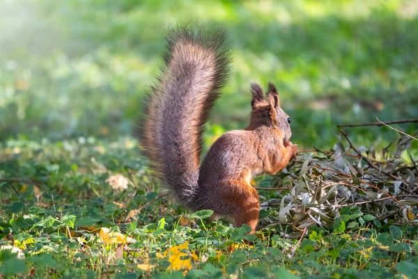 Squirrel in autumn hides nuts on the green grass with fallen yellow leaves — ストック写真