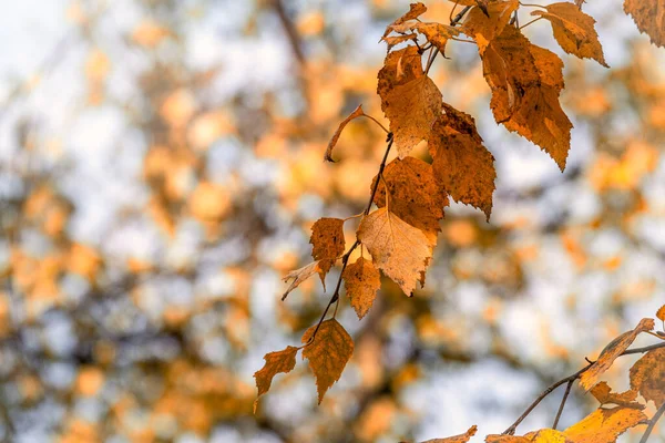 Кленовые ветви с желтыми листьями осенью, в свете заката . — стоковое фото