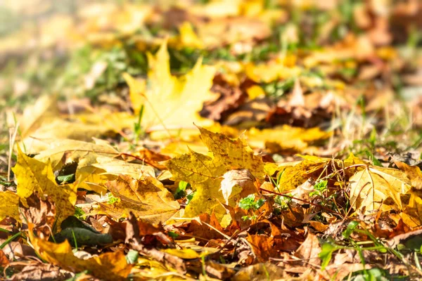 Orange and yellow fallen leaves in the sunlight. — Stock Photo, Image