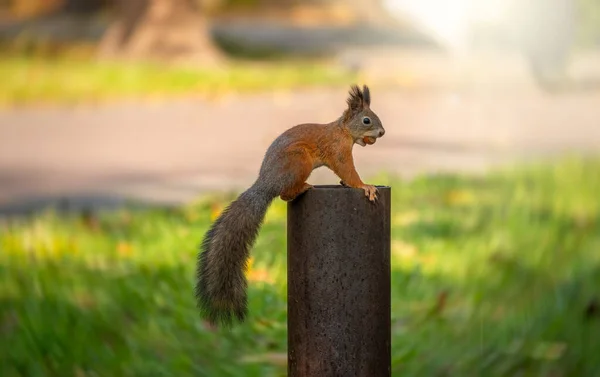 Um esquilo com uma porca senta-se em um suporte de metal em um parque de outono . — Fotografia de Stock