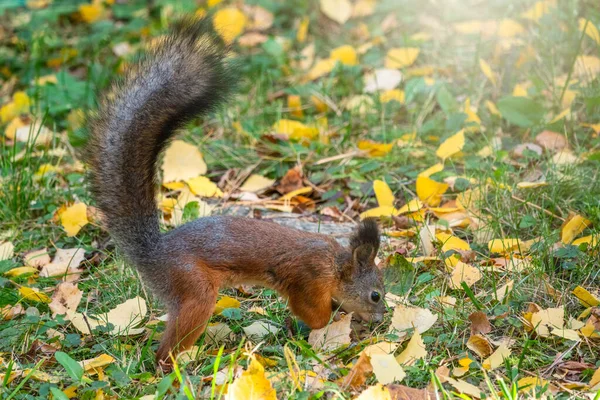 Squirrel in autumn hides nuts on the green grass with fallen yellow leaves — Stok Foto