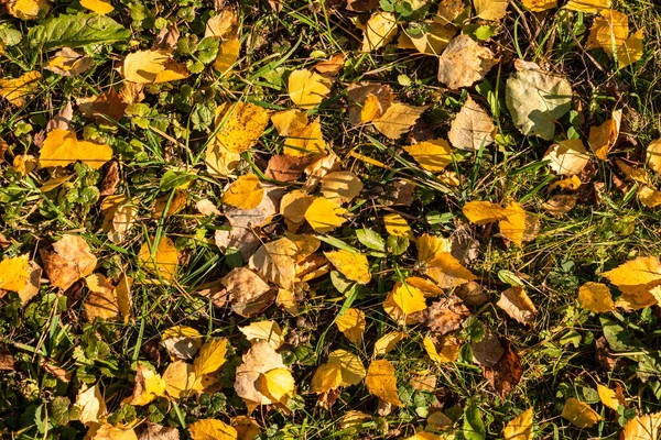 Orange and yellow fallen leaves in the sunlight. — Stock Photo, Image