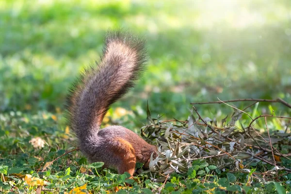 Veverița în toamnă ascunde nuci pe iarba verde cu frunze galbene căzute — Fotografie, imagine de stoc