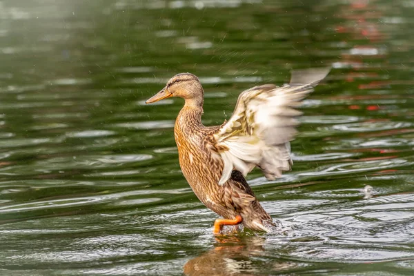 Pato despega de un estanque, alas abiertas . — Foto de Stock