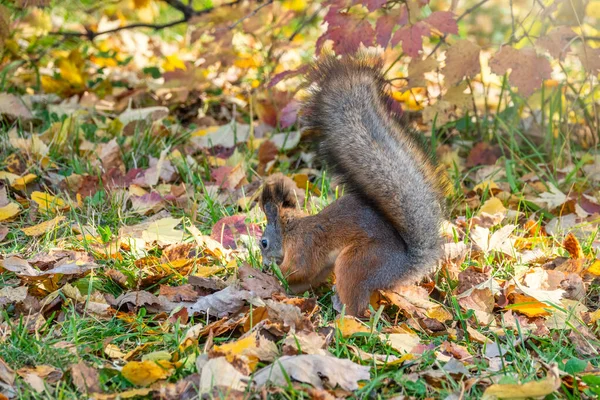 Білка восени ховає горіхи на зеленій траві з опалим жовтим листям — стокове фото