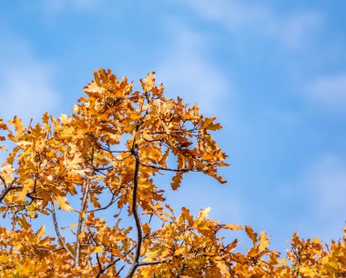 Sonbaharda sarı yapraklı meşe dalları mavi gökyüzüne karşı