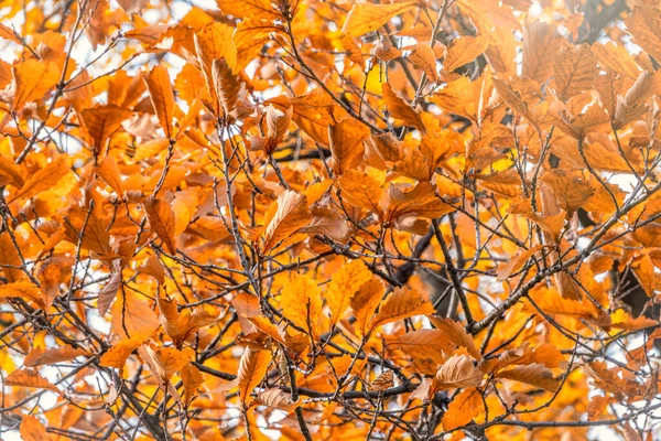 Sárga levelű tölgyfaágak az őszi parkban — Stock Fotó