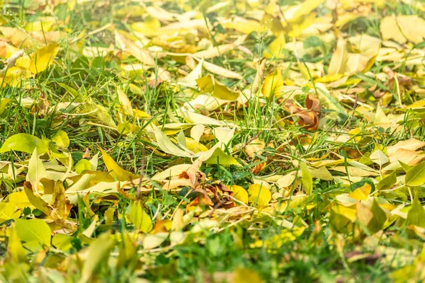 Orange and yellow fallen leaves in the sunlight. — Stock Photo, Image