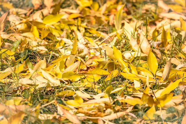 Orange and yellow fallen leaves in the sunlight. — Stock Photo, Image