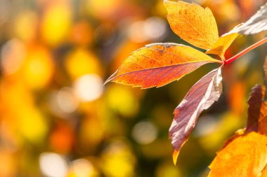 Sonbaharda gün batımında, portakal sarısı yapraklı akçaağaç dalları. Acer negundo, ya da Box Elder, Akçaağaç, Akçaağaç.