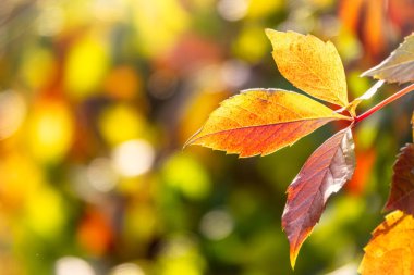 Sonbaharda gün batımında, portakal sarısı yapraklı akçaağaç dalları. Acer negundo, ya da Box Elder, Akçaağaç, Akçaağaç.