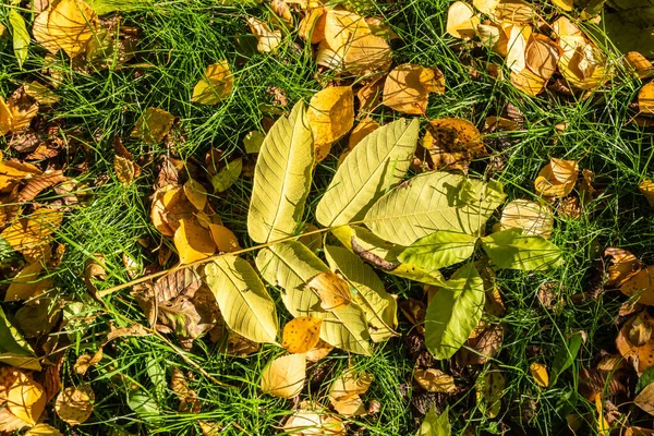 Orange and yellow fallen leaves in the sunlight. — Stock Photo, Image