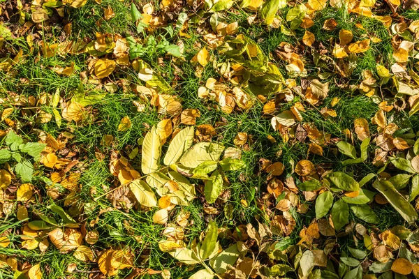 Oransje og gult fallende blader i sollyset . – stockfoto