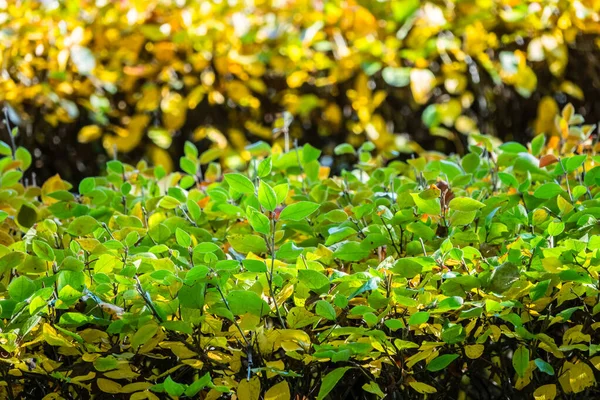 Ramas con hojas verdes y amarillas en el parque de otoño . — Foto de Stock