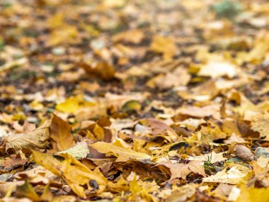 Turuncu ve sarı akçaağaç yaprakları güneş ışığında.