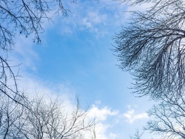 Mavi bulutlu gökyüzüne karşı yapraksız ağaç dallarından yapılmış bir çerçeve.