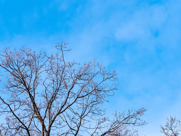 Ramos de árvores sem folhas contra um céu azul nublado . — Fotografia de Stock