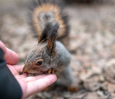 Sincap sonbaharda düşen yapraklarda fındık yer..