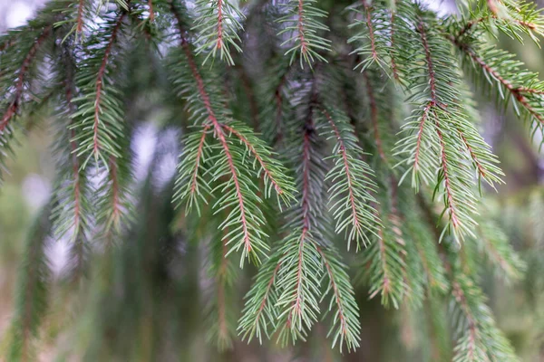 Groene sparren takken. Achtergrondbeeld — Stockfoto