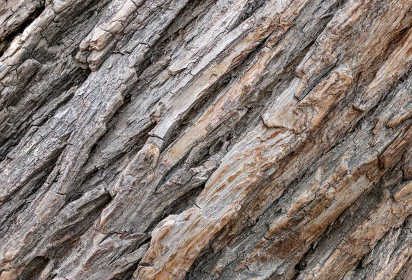 The bark of an old tree. Larch bark. — Stock Photo, Image