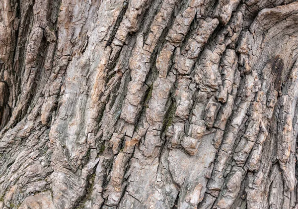 Barken av ett gammalt träd. Lärk bark. — Stockfoto