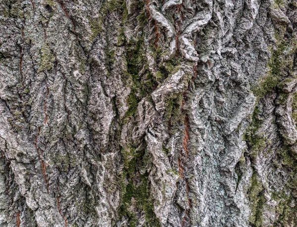 Barken av ett gammalt träd. Lärk bark. — Stockfoto