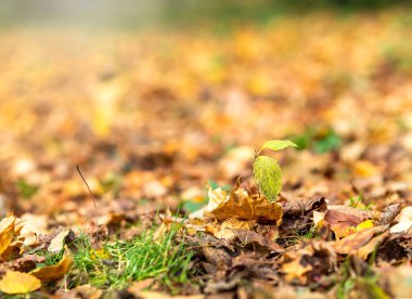 Turuncu ve sarı akçaağaç yaprakları güneş ışığında.