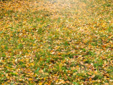 Turuncu ve sarı huş yaprakları güneş ışığında dökülür..