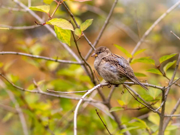 Sparrow zit op een tak tussen de herfst gele bladeren. — Stockfoto