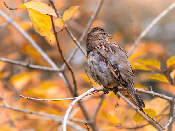 Sperling sitzt auf einem Ast zwischen herbstgelben Blättern. — Stockfoto