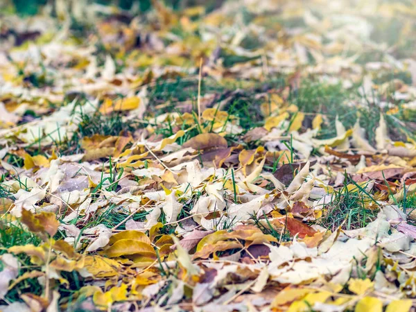 Turuncu ve sarı akçaağaç yaprakları ve çiğ damlaları.. — Stok fotoğraf