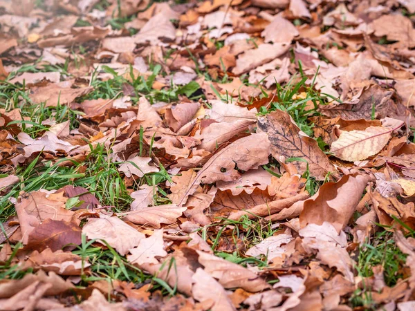 Turuncu, kahverengi ve sarı meşe yaprakları ve çiğ damlaları.. — Stok fotoğraf