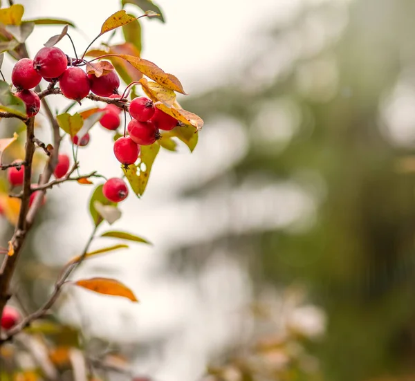 Pequenas maçãs selvagens vermelhas brilhantes entre as folhas amarelas no outono . — Fotografia de Stock
