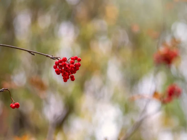 Bagas rowan vermelhas na queda em ramos com folhas caídas . — Fotografia de Stock