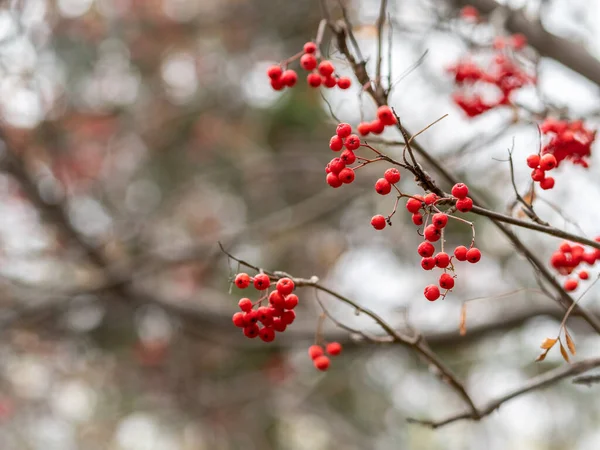 落ちた葉を持つ枝に秋に赤いローワンベリー. — ストック写真