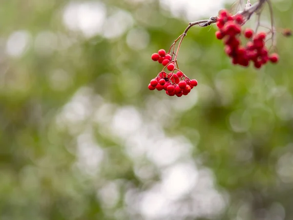 Bagas rowan vermelhas na queda em ramos com folhas caídas . — Fotografia de Stock