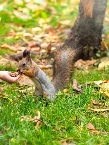 Κορίτσι ταΐζει ένα σκίουρο με ξηρούς καρπούς σε ένα φθινόπωρο πάρκο. — Φωτογραφία Αρχείου