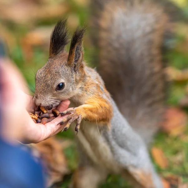 Κορίτσι ταΐζει ένα σκίουρο με ξηρούς καρπούς σε ένα φθινόπωρο πάρκο. — Φωτογραφία Αρχείου