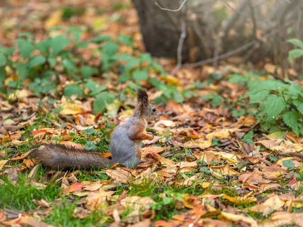 Écureuil d'automne sur herbe verte aux feuilles jaunes tombées — Photo