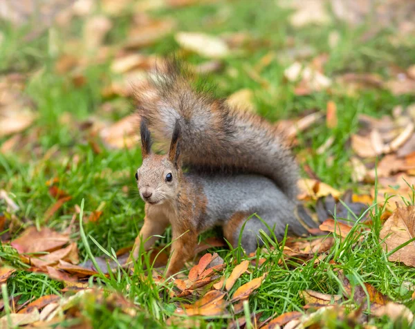 Autumn squirrel on green grass with fallen yellow leaves — Stock Photo, Image