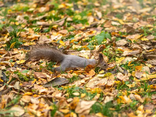 Scoiattolo autunnale su erba verde con foglie gialle cadute — Foto Stock