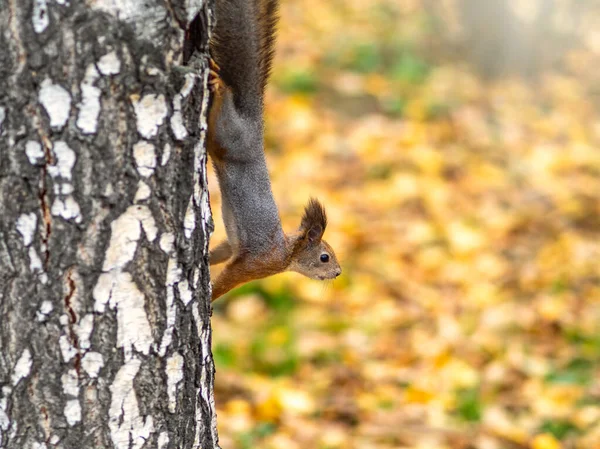 Autumn squirrel climbs down the tree trunk. — Stock Photo, Image