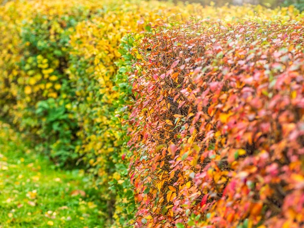 Takken met oranje, groene en gele bladeren in het herfstpark. — Stockfoto