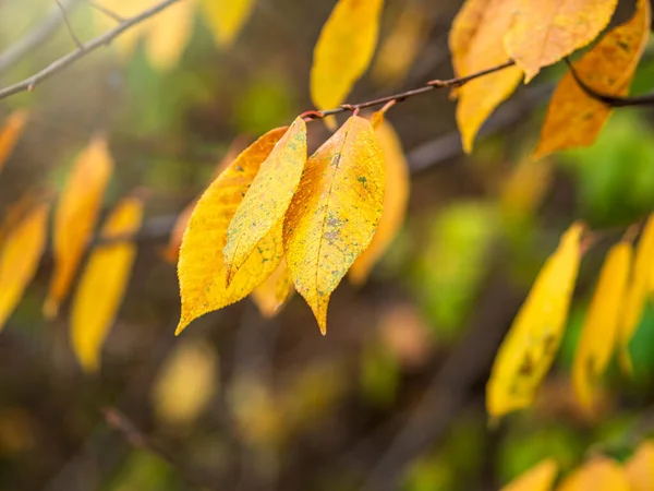Березовые ветви с желтыми листьями осенью, в свете заката . — стоковое фото