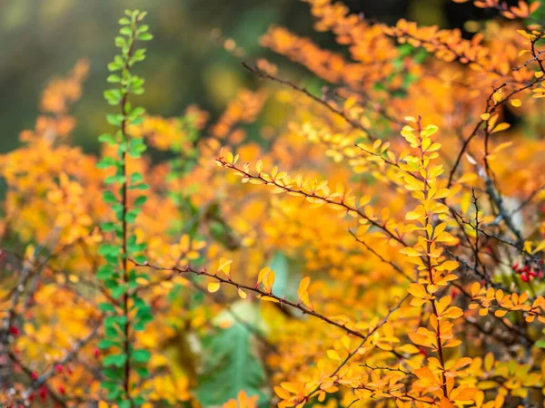 秋に赤い茂みの黄色の葉を持つ枝. — ストック写真