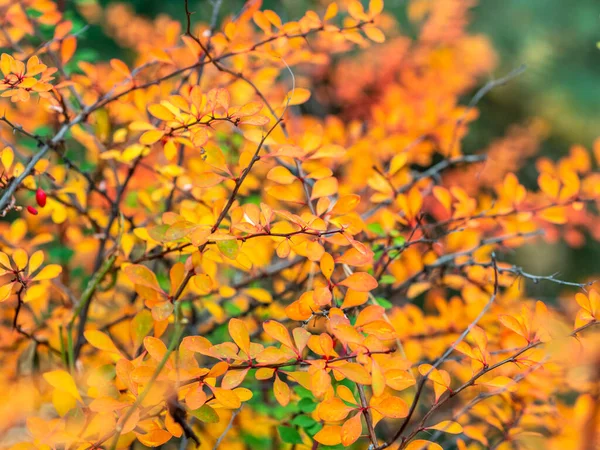 秋に赤い茂みの黄色の葉を持つ枝. — ストック写真