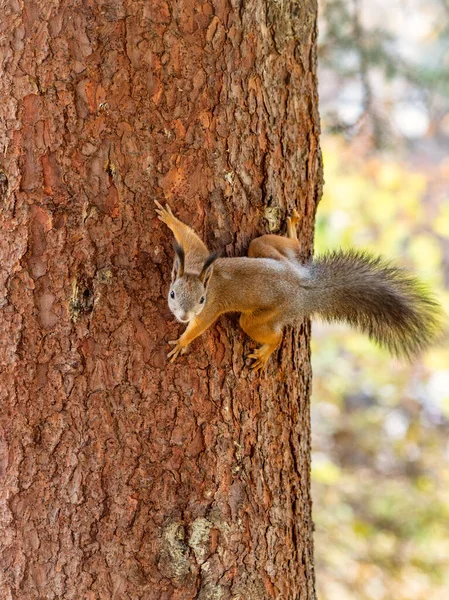 Herbst-Eichhörnchen klettert auf Baumstamm — Stockfoto