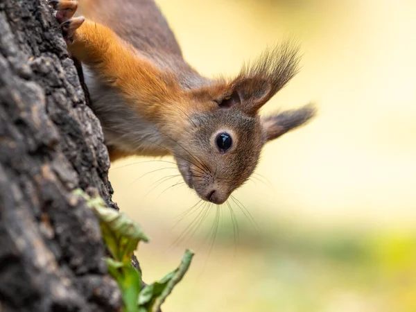 Portret wiewiórki na pniu drzewa — Zdjęcie stockowe