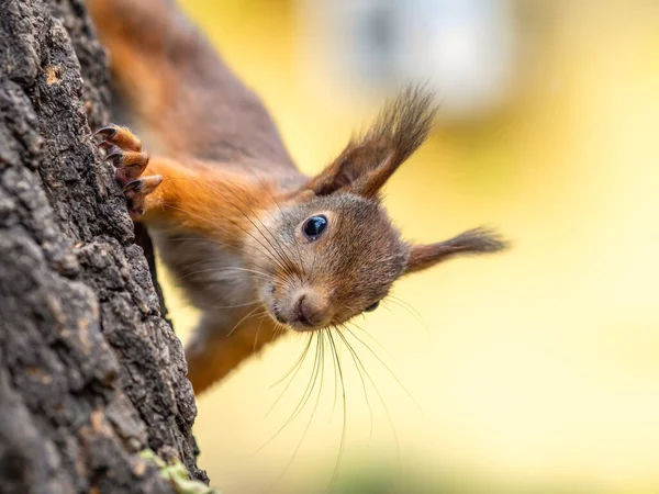 Portret wiewiórki na pniu drzewa — Zdjęcie stockowe